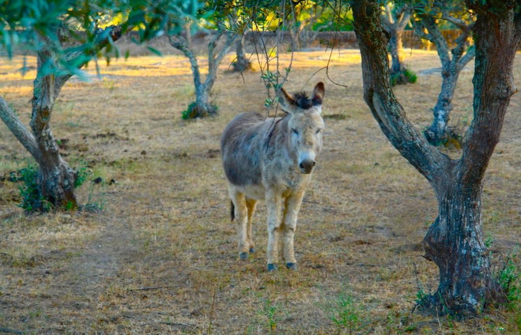 דירות Póvoa e Meadas Quinta Da Bela Vista מראה חיצוני תמונה