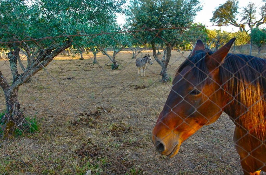 דירות Póvoa e Meadas Quinta Da Bela Vista מראה חיצוני תמונה
