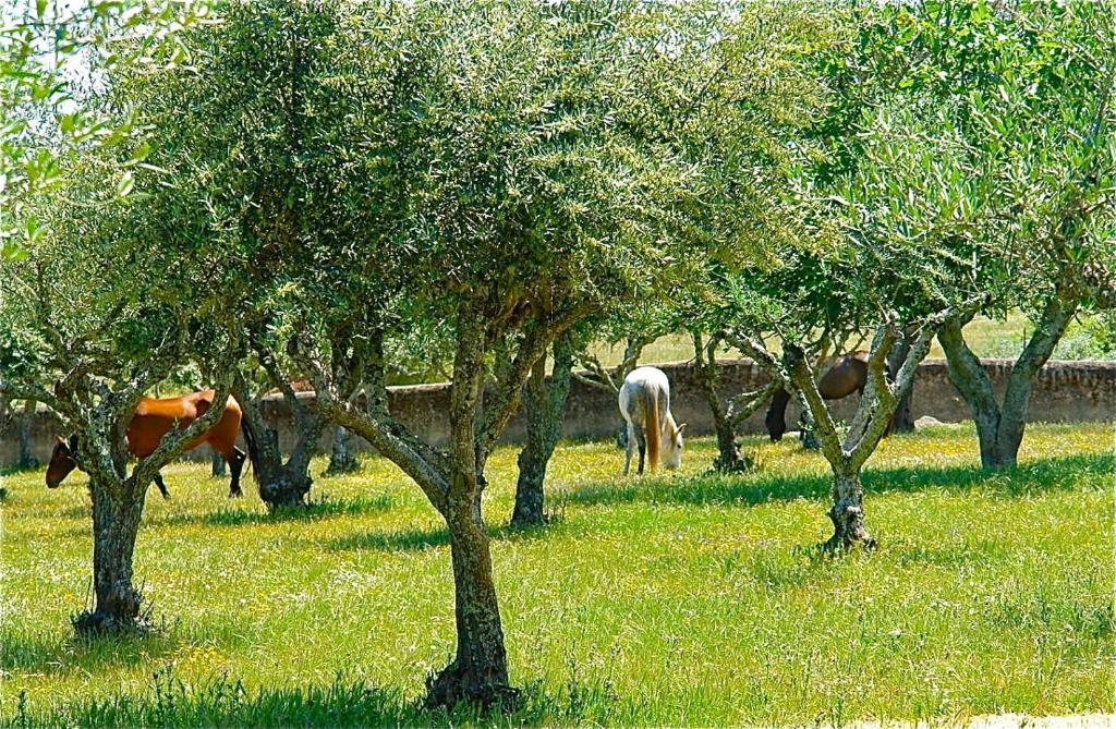 דירות Póvoa e Meadas Quinta Da Bela Vista מראה חיצוני תמונה